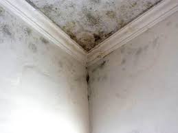 Best Basement Mold Removal  in Cove Creek, NC